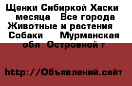 Щенки Сибиркой Хаски 2 месяца - Все города Животные и растения » Собаки   . Мурманская обл.,Островной г.